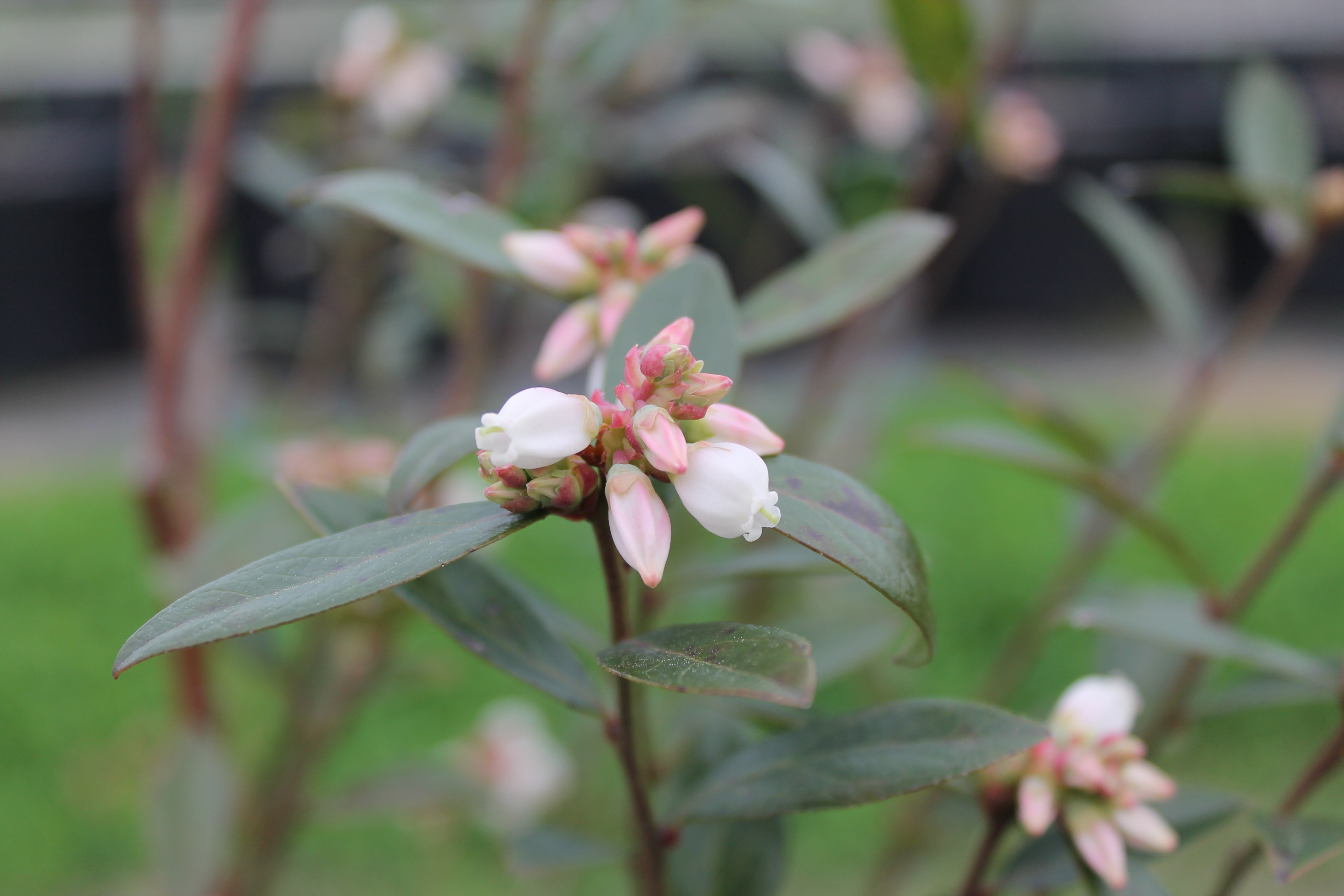 Blueberry bloomsJPG